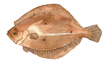 Calorie content Flounder river hot smoked. Chemical composition and nutritional value.