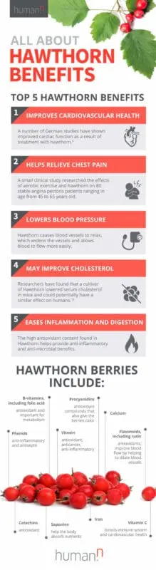 Calorie content Hawthorn is blood red. Chemical composition and nutritional value.