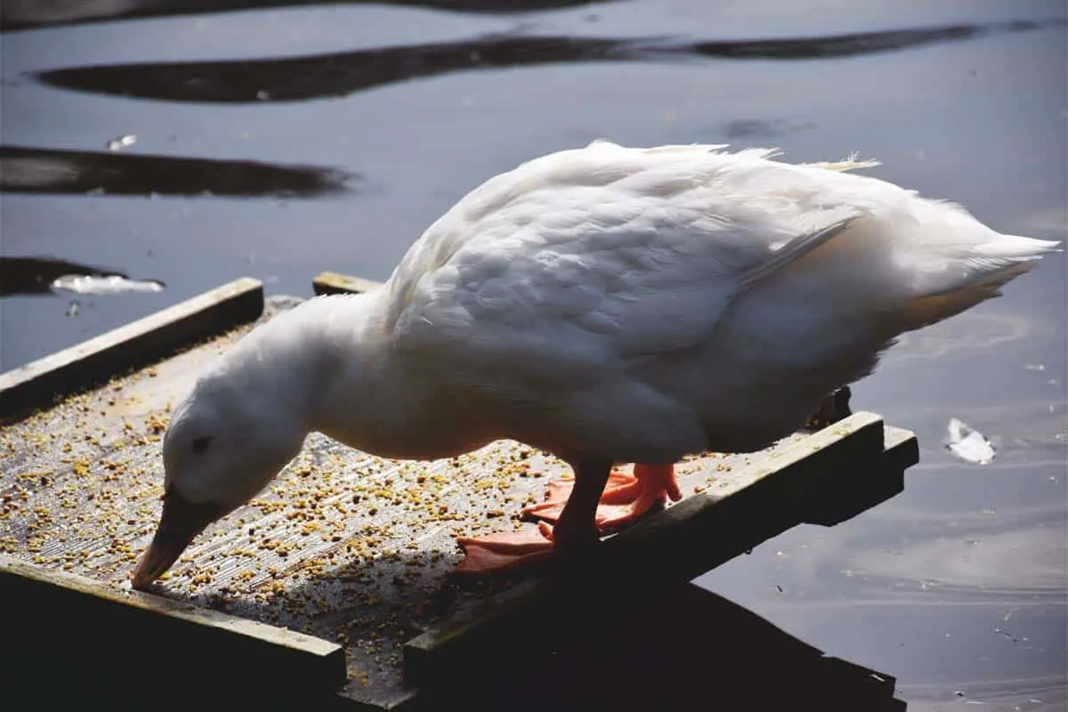 Calorie content Homemade duck, only meat, baked. Chemical composition and nutritional value.