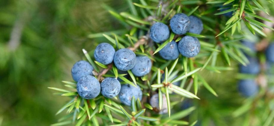 Calorie content Juniper, cones. Chemical composition and nutritional value.