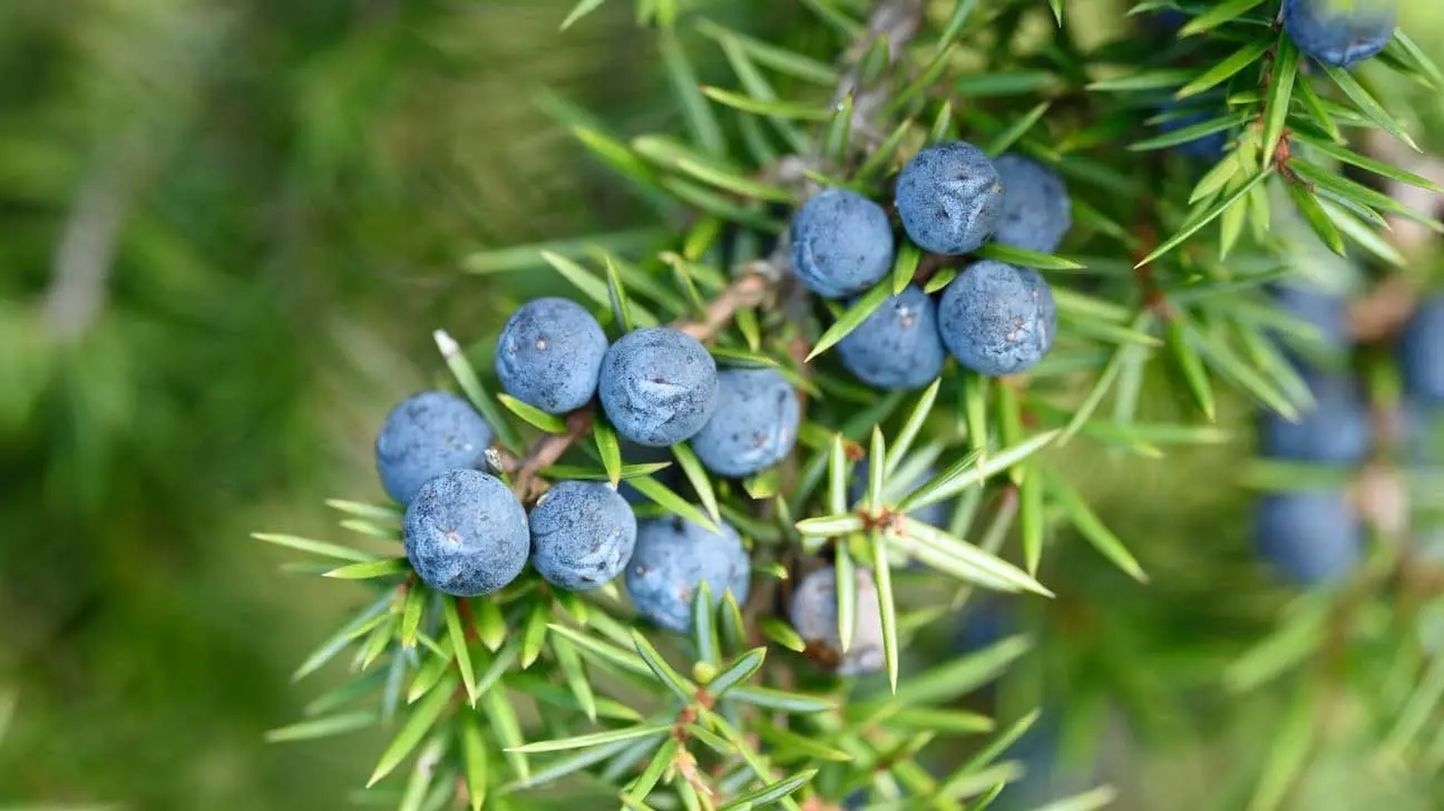 Calorie content Juniper, cones. Chemical composition and nutritional value.