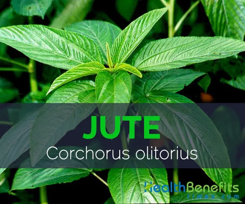 Calorie content Jute is long-fruited, raw. Chemical composition and nutritional value.