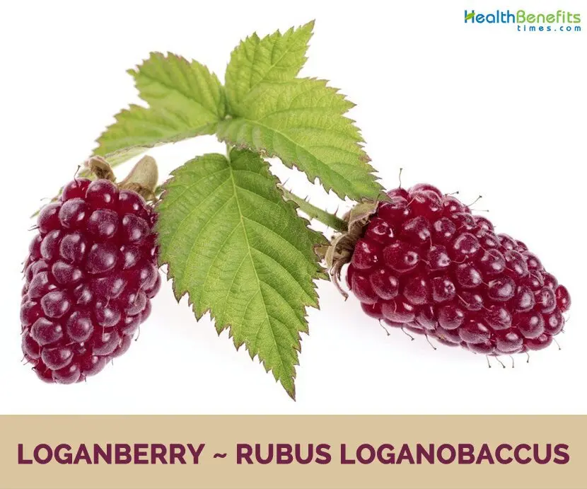 Calorie content Loganova berry, frozen. Chemical composition and nutritional value.