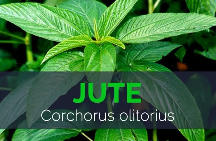 Calorie content Long-fruited jute, boiled, with salt. Chemical composition and nutritional value.