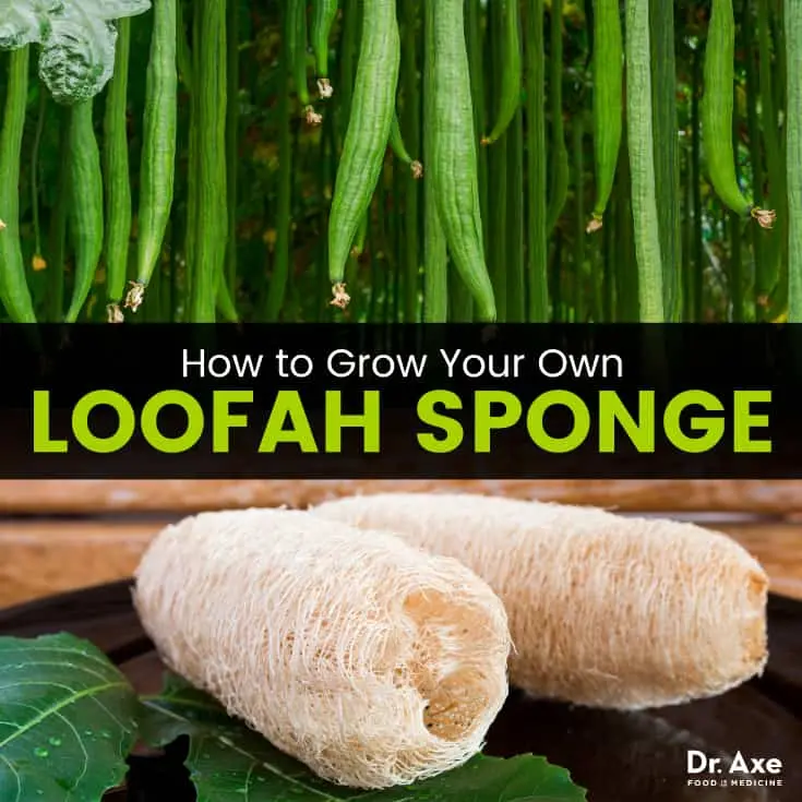 Calorie content Luffa (loofah pumpkin), boiled, with salt. Chemical composition and nutritional value.