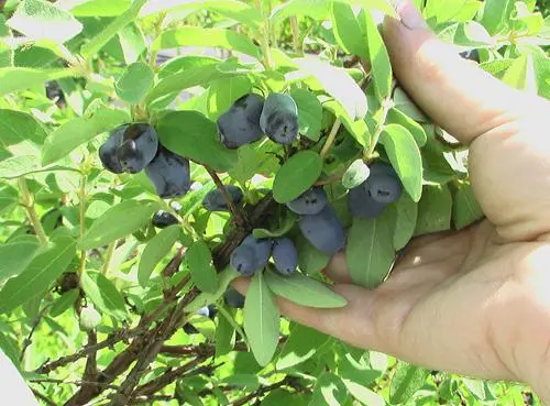 Calorie content Mameya (mammeya), Antilles apricot, raw. Chemical composition and nutritional value.