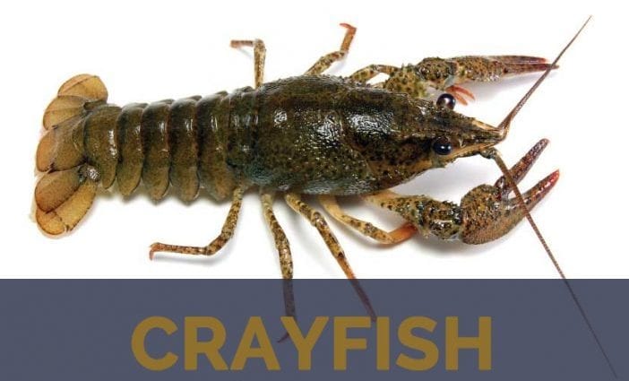 Calorie content Marine crayfish (lobster, lobster). Chemical composition and nutritional value.