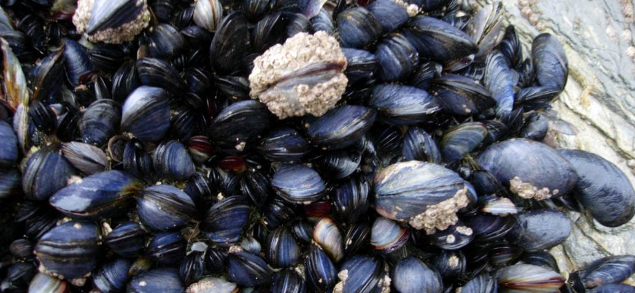 Calorie content Mussel cockles (Alaska). Chemical composition and nutritional value.