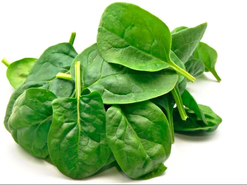 Calorie content New Zealand spinach, raw. Chemical composition and nutritional value.