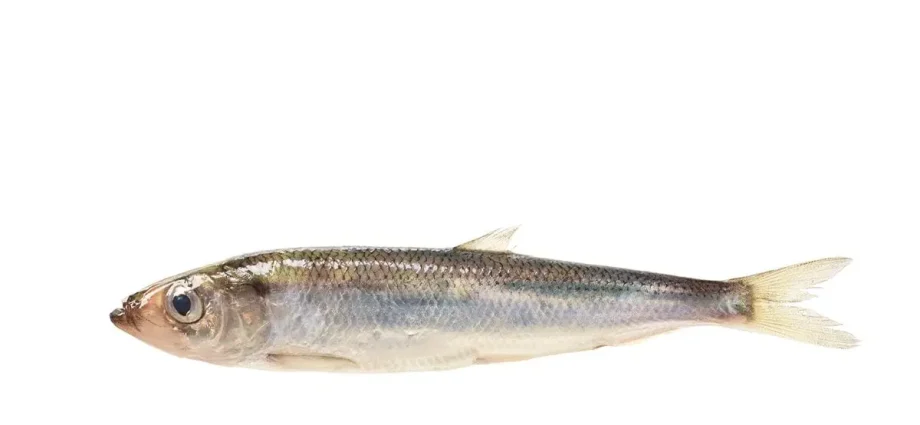Calorie content of Baltic herring. Chemical composition and nutritional value.