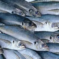 Calorie content of Horse mackerel. Chemical composition and nutritional value.