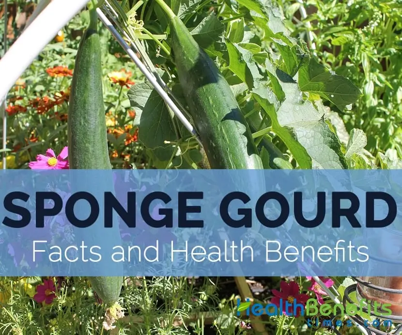 Calorie content of Luffa (loofah pumpkin). Chemical composition and nutritional value.