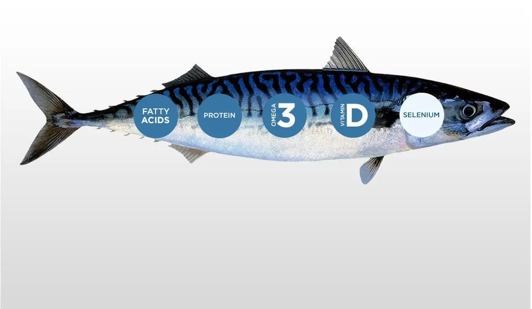 Calorie content of mackerel. Chemical composition and nutritional value.
