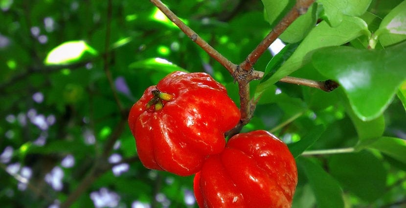 Калорийно съдържание на Pitang (суринамска череша), сурово. Химичен състав и хранителна стойност.