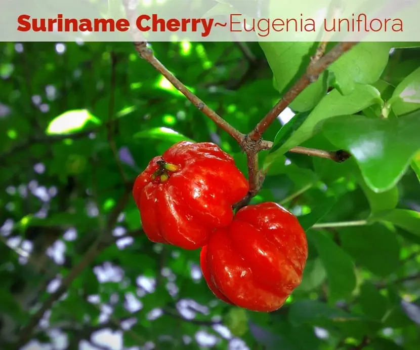 Calorie content of Pitang (Surinamese cherry), raw. Chemical composition and nutritional value.