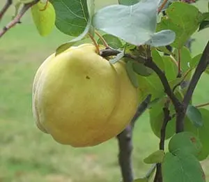 Calorie content of Quince. Chemical composition and nutritional value.