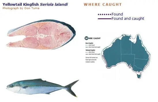 Calorie content of Seriola (yellowtail), cooked in the heat. Chemical composition and nutritional value.