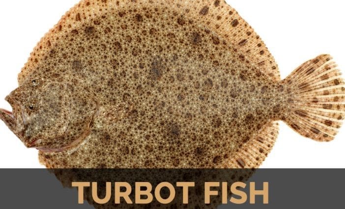 Calorie content of Turbot (European halibut). Chemical composition and nutritional value.