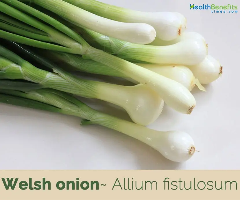 Calorie content Onion batun. Chemical composition and nutritional value.