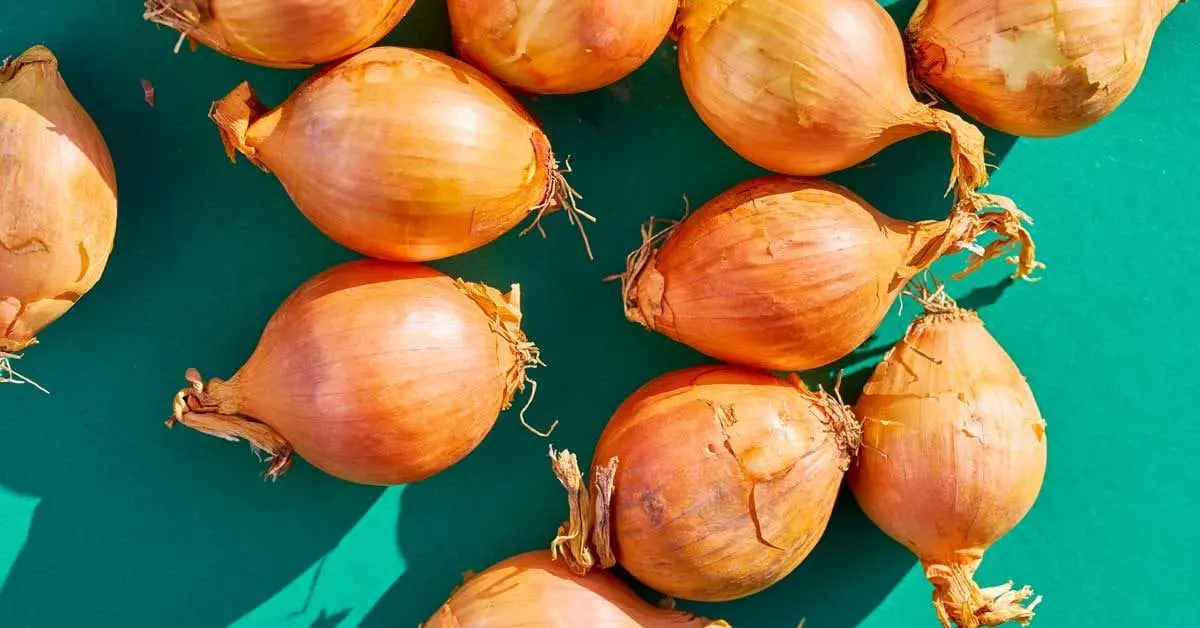 Calorie content Onions are sweet, raw. Chemical composition and nutritional value.