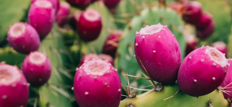 Calorie content Opuntia (prickly pear). Chemical composition and nutritional value.