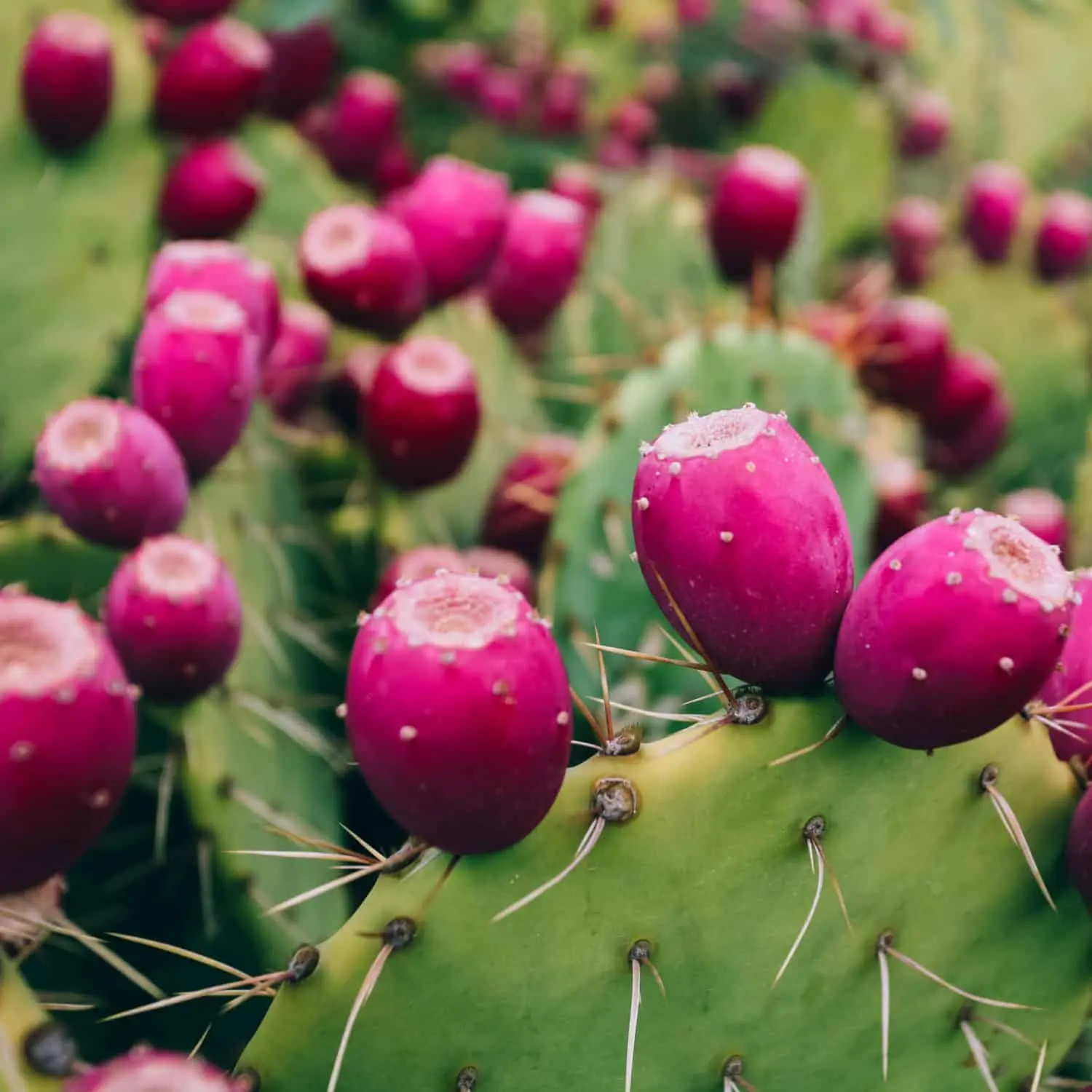 Calorie content Opuntia (prickly pear). Chemical composition and nutritional value.