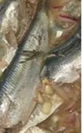 Calorie content Pacific herring, raw. Chemical composition and nutritional value.