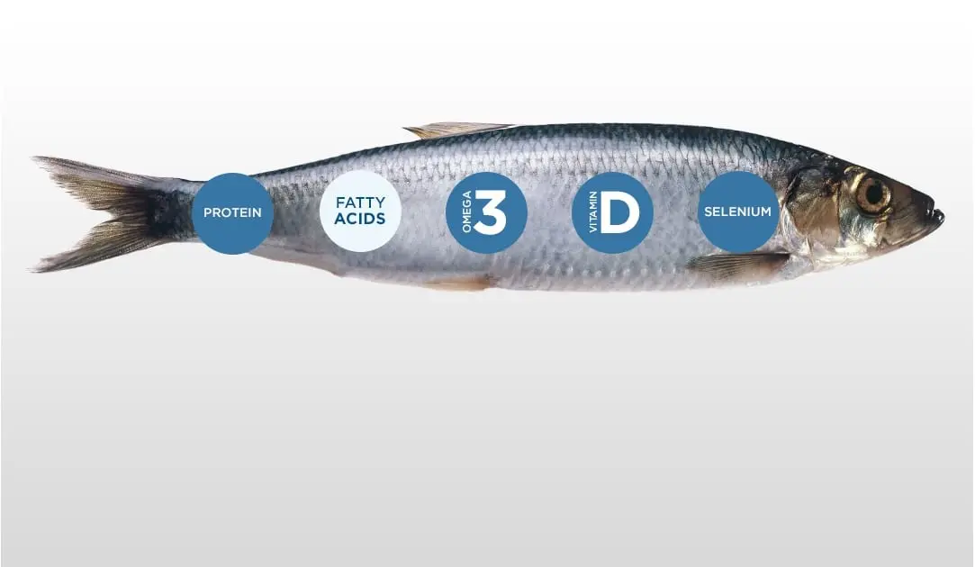 Calorie content Pacific oily herring. Chemical composition and nutritional value.