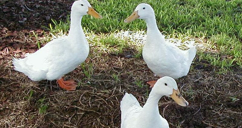 Calorie content Peking white duck duck, chicken legs, only meat, stewed. Chemical composition and nutritional value.