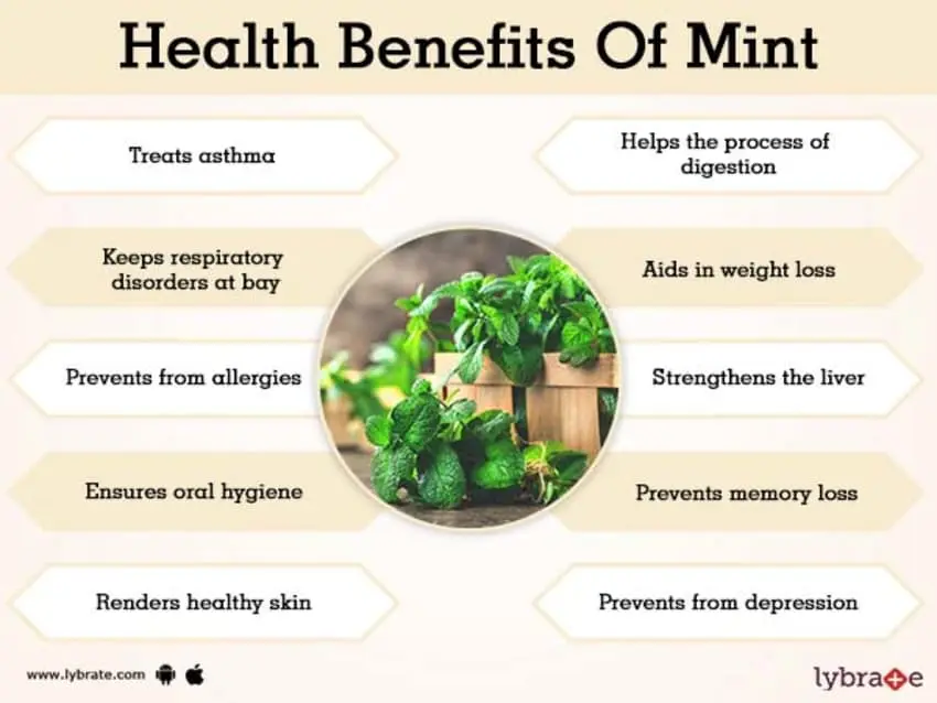 Calorie content Peppermint, fresh. Chemical composition and nutritional value.