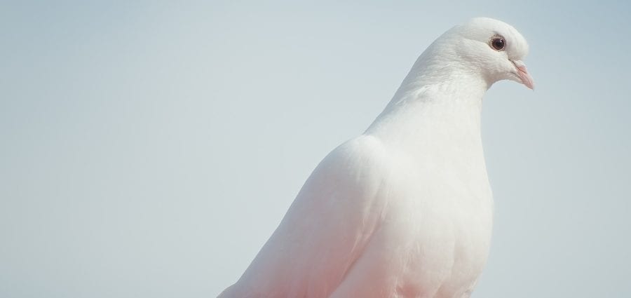 Calorie content Pigeon, chicks, white meat without skin. Chemical composition and nutritional value.