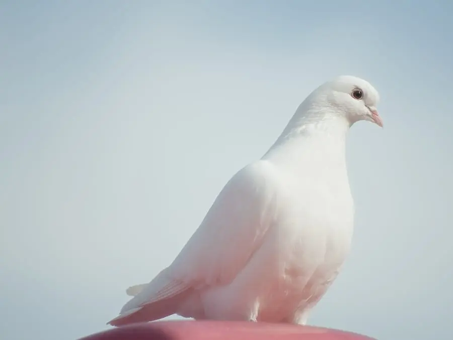 Calorie content Pigeon, chicks, white meat without skin. Chemical composition and nutritional value.