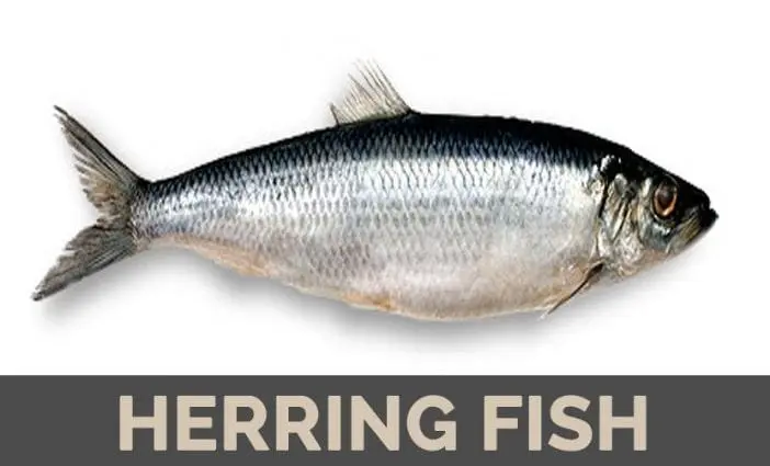 Calorie content Pike perch. Chemical composition and nutritional value.