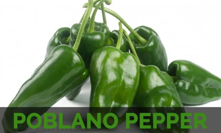 Calorie content Poblano ancho pepper, dried. Chemical composition and nutritional value.