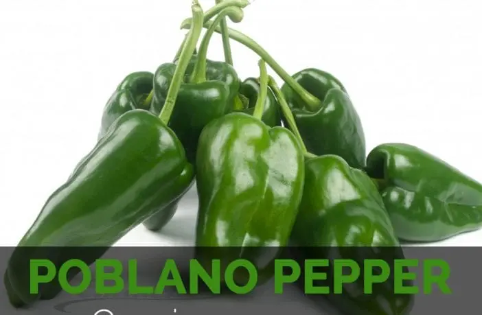 Calorie content Poblano ancho pepper, dried. Chemical composition and nutritional value.