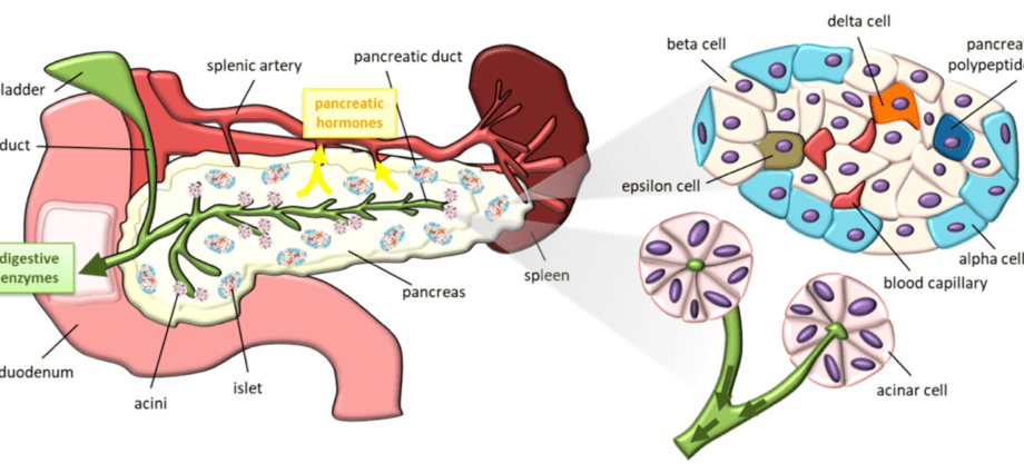 Calorie content Pork pancreas. Chemical composition and nutritional value.