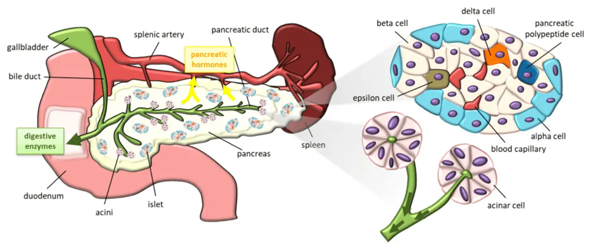 Calorie content Pork pancreas. Chemical composition and nutritional value.