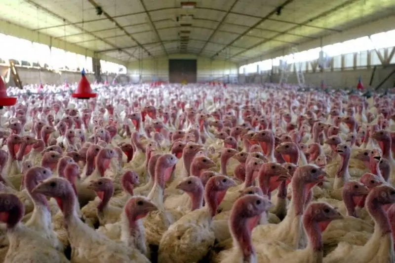 Calorie content Poultry, mature turkey meat, boneless, raw. Chemical composition and nutritional value.
