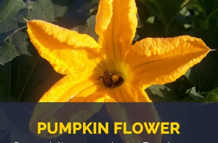 Calorie content Pumpkin flowers, boiled, with salt. Chemical composition and nutritional value.