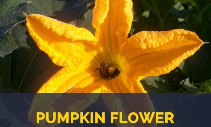 Calorie content Pumpkin flowers, boiled, no salt. Chemical composition and nutritional value.