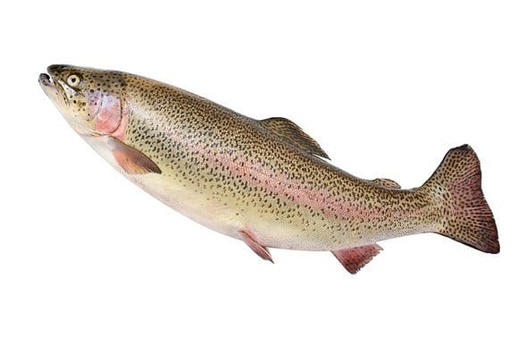 Calorie content Rainbow trout, bred on a farm, cooked in the heat. Chemical composition and nutritional value.