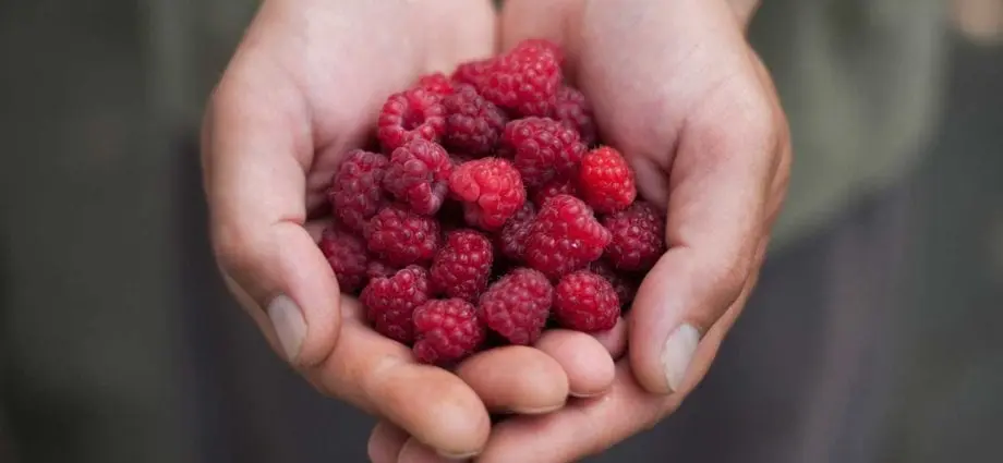 Calorie content Raspberries are red, frozen, sweetened. Chemical composition and nutritional value.