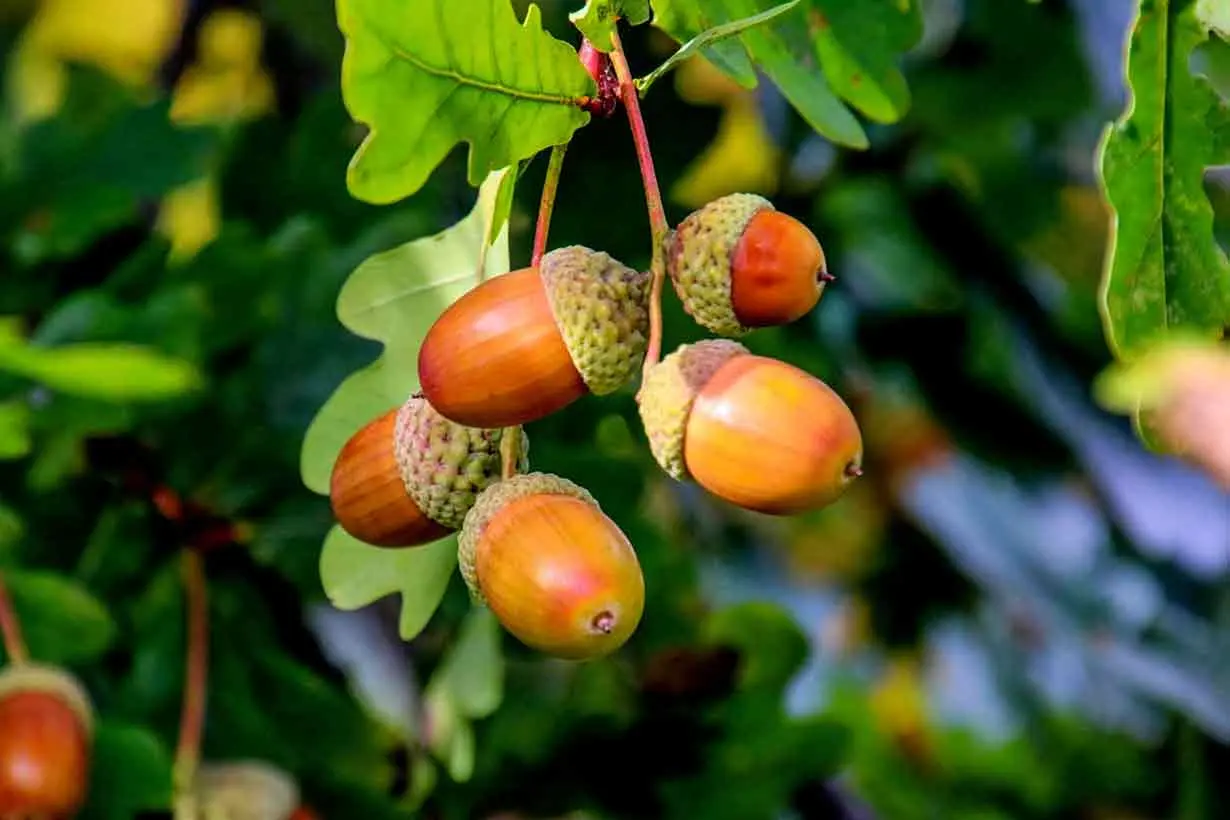 Calorie content Raw acorns. Chemical composition and nutritional value.