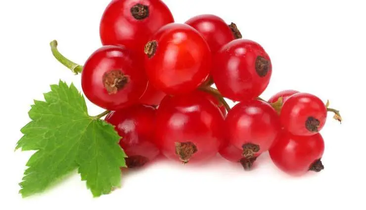Calorie content Red currant. Chemical composition and nutritional value.