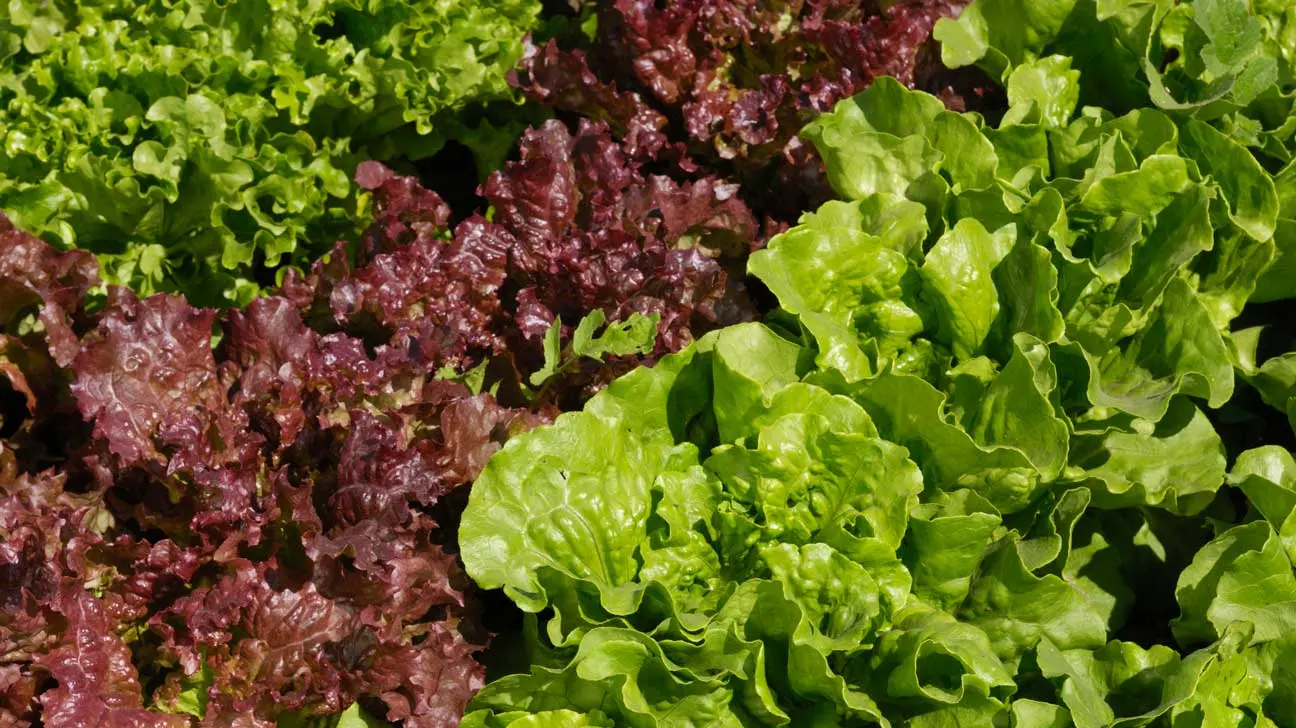 Calorie content Red-leaved salad (lettuce). Chemical composition and nutritional value.