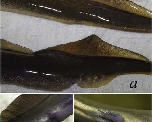 Calorie content River lamprey, autumn. Chemical composition and nutritional value.