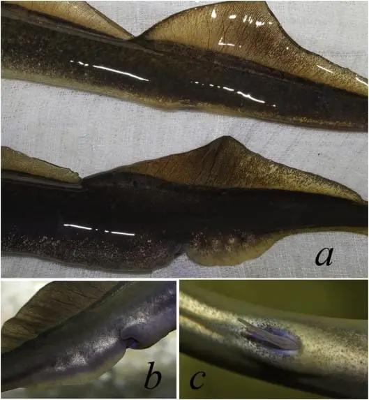 Calorie content River lamprey, autumn. Chemical composition and nutritional value.