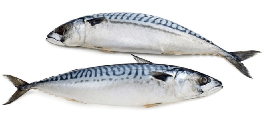 Calorie content Royal mackerel, raw. Chemical composition and nutritional value.