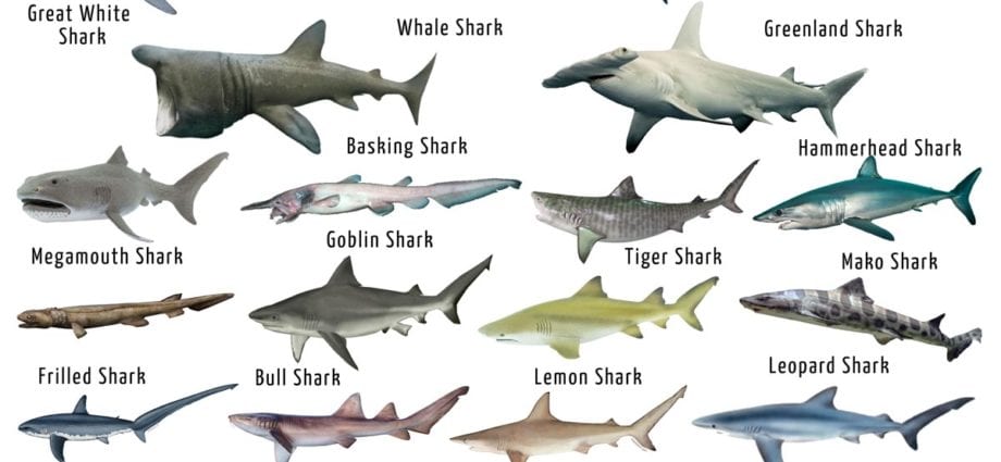 Calorie content Shark, all types, raw. Chemical composition and nutritional value.