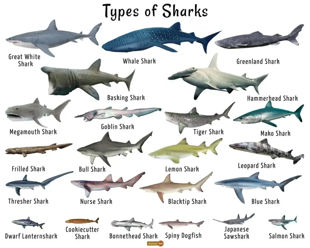 Calorie content Shark, all types, raw. Chemical composition and nutritional value.